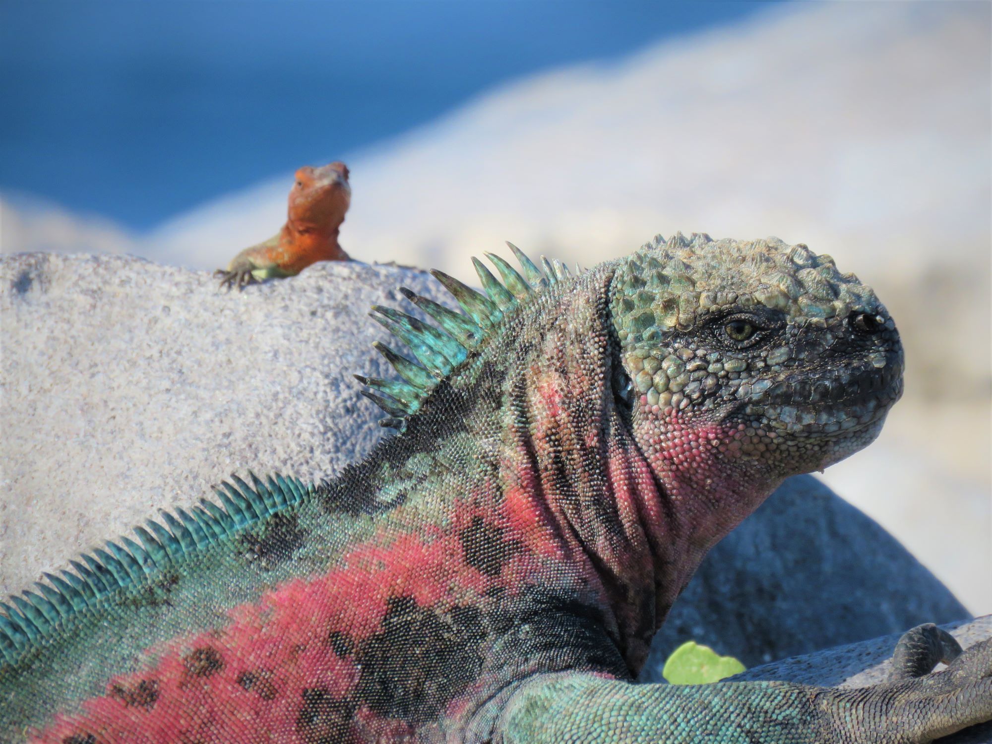 Classic Galápagos Experience Itinerary December 2026 | San Diego